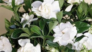 Мої гарденії у парфумах.