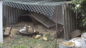 Разведение подсадных уток - 3