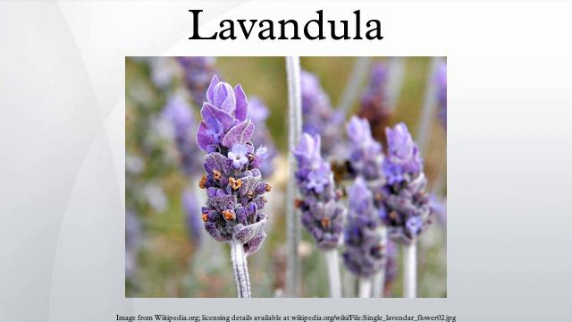 Lavandula смотреть онлайн