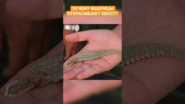 Почему ящерицы отбрасывают хвост??? смотреть онлайн