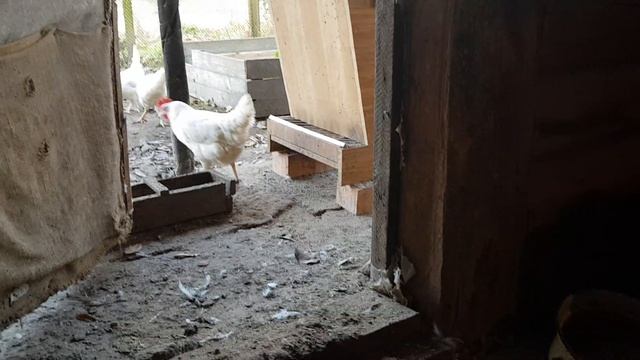 Наш маленький урожай. Но лиха беда начало. смотреть онлайн
