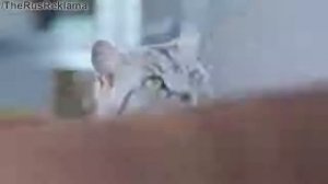 Реклама Вискас Мясной Паштет - "Мой хозяин..."