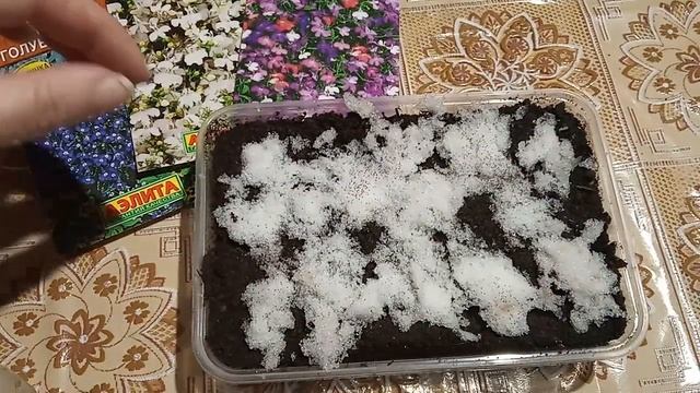 Сеем лобелию. История цветка