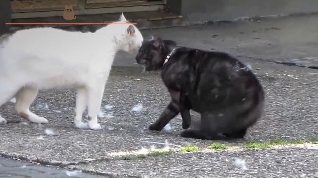 The 10 Most Common Diseases in Cats смотреть онлайн