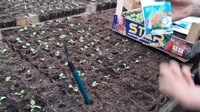 ПИКИРОВКА ПЕТУНИИ?КАК ПИКИРОВАТЬ ПЕТУНИЮ