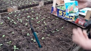 ПИКИРОВКА ПЕТУНИИ?КАК ПИКИРОВАТЬ ПЕТУНИЮ