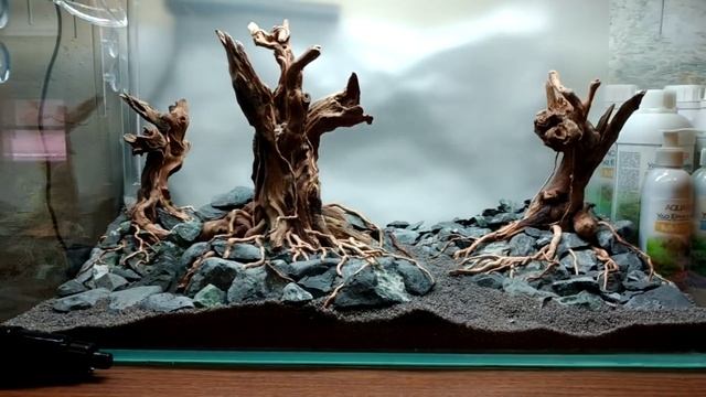 Запуск и оформление аквариума. Аквариумные растения Маши Блюм. смотреть онлайн