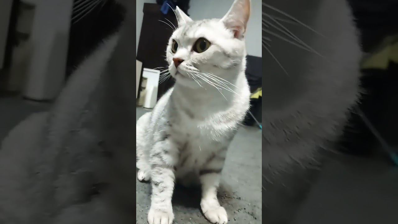 Милый котик #shorts смотреть онлайн