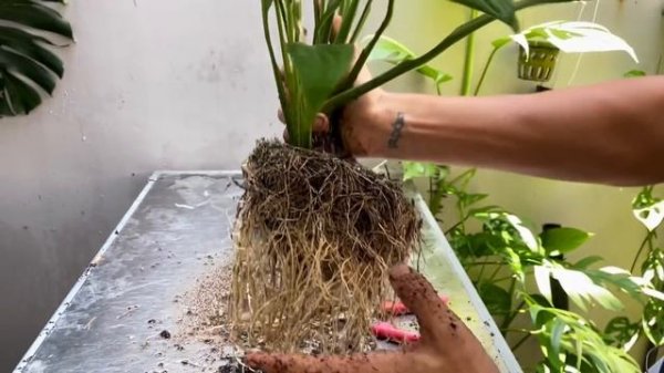 Variegated Spathiphyllum peace lily rescue by propagation