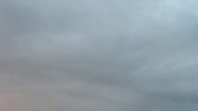 вот как голуби уходят от хищника? смотреть онлайн