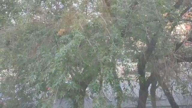 КБС - страна чудес