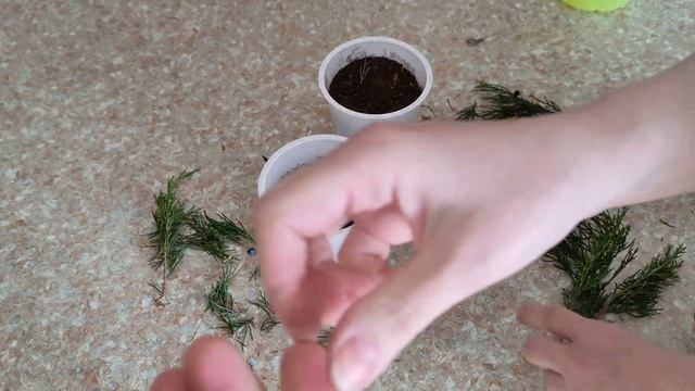 Посадка Можжевельника Весной И Размножение Можжевельника Черенкованием смотреть онлайн