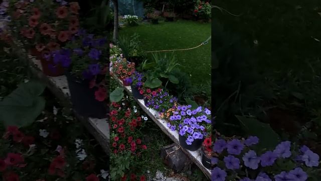 петуния тайдал красный, бланкет вайлет, тайдал сильвер смотреть онлайн