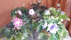 МУЧНИСТАЯ РОСА НА ФИАЛКАХ. ЧТО ЭТО И КАК БОРОТЬСЯ?