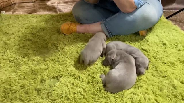 Rosie's Silver Weimaraner Puppies Week 2 1/2 смотреть онлайн