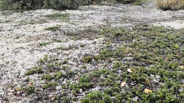 Природа Нового уренгоя + поездка по городу. Nature of New Urengoy and drive around town. смотреть онлайн