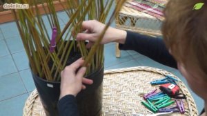 Плетение из ивы: дерево своими руками