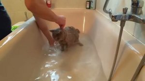 Как мыть кошку? | Что делать если кошка не хочет мыться?