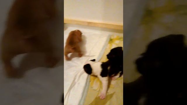 Ам стафф смотреть онлайн