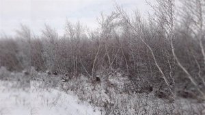 Глава 7 "Охота на засидках" "Охота на зайца" Рахманин Г.Е