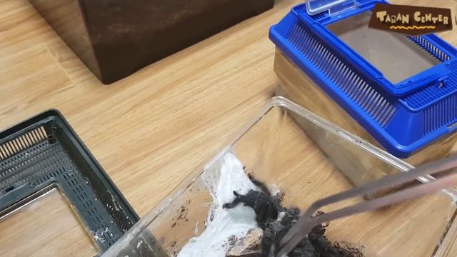 에콰도리안 퍼플 핑크토 알집을 해체 해보자!! 과연!? // Pulling the Avicularia purpurea egg sac!! (Ecuadorian purple) смотреть онлайн