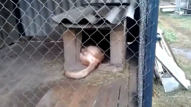 Крепкий сон немецкой овчарки по кличке Джек! смотреть онлайн