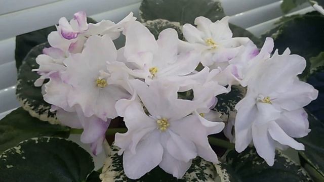 Цветущие фиалки. Можно выбрать. Санкт-Петербург смотреть онлайн