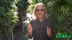 Растим Канаплю Органическую  Russiabis