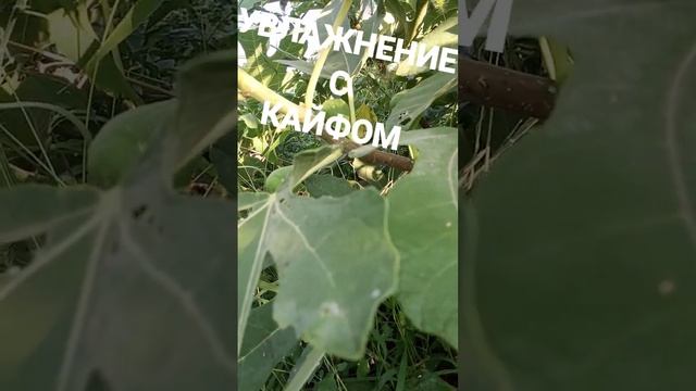 Полив инжира. Саженцы лучших сортов - на канале.