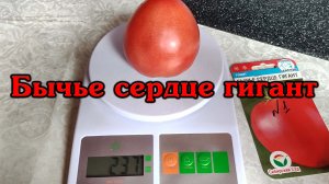 Бычье сердце гигант