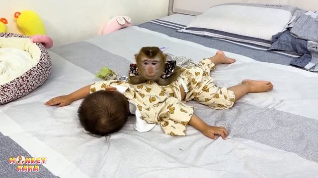 So Funny! Diem pretended to faint, making Monkey Kaka worried смотреть онлайн