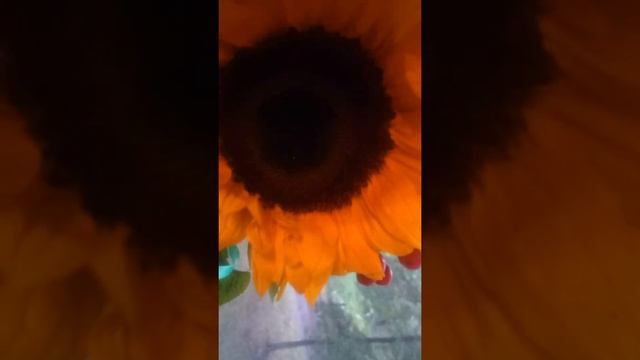 Яркие подсолнухи в сером сентябре☀️☀️☀️? смотреть онлайн