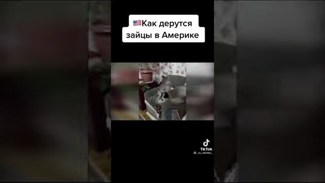 Как дерутся зайцы в Америке VS как дерутся зайцы в России Tik tok Video,Тик ток видео смотреть онлайн