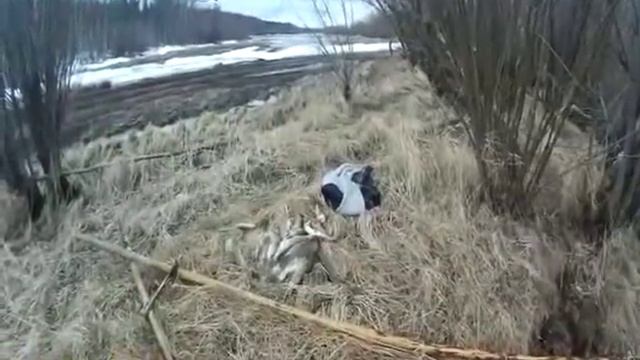 Ловля щуки кривдой