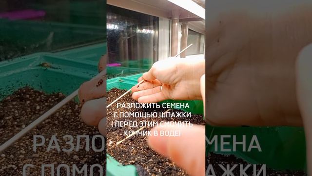 Посадка петуньи на рассаду#рассадапетунии #посадкарассады #цветыдлядома#семена#петунии смотреть онлайн