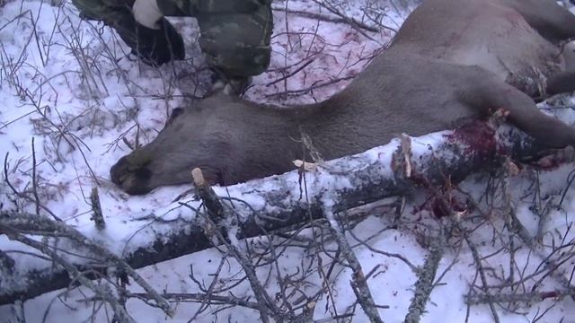 Охота на изюбря. Олень добыт. Октябрь 2020 смотреть онлайн