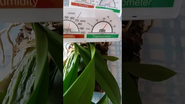 Заключительный этап эксперимента о влажности воздуха. смотреть онлайн