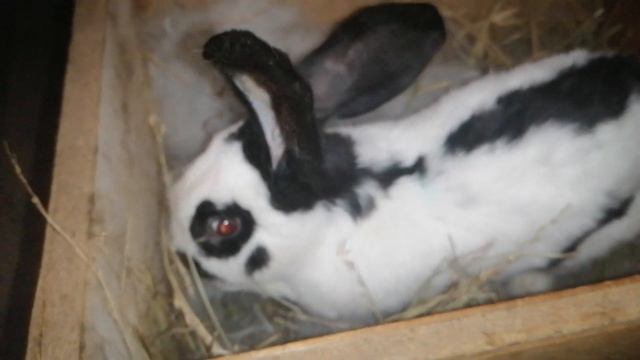 Немецкий Пестрый Великан. Строкач. кормление малышей смотреть онлайн