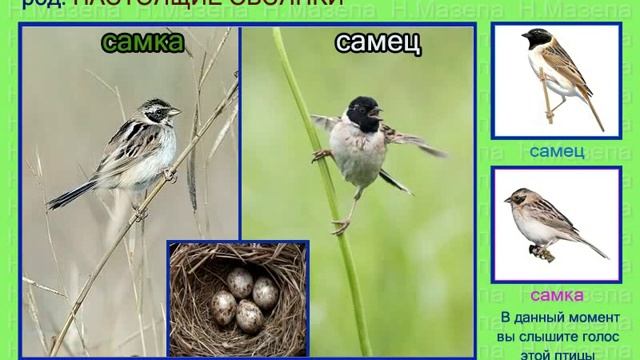 Овсянка. 2 часть. Евразия Россия. Голоса птиц смотреть онлайн