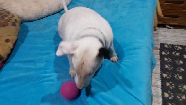 вся эта жизнь- ПИПА Этуаль бультерьер Кастропуло Крым смотреть онлайн