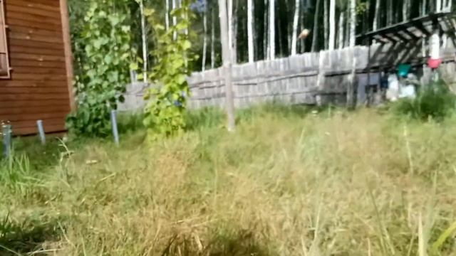 русский спаниель Шустрик и луковица для игры смотреть онлайн