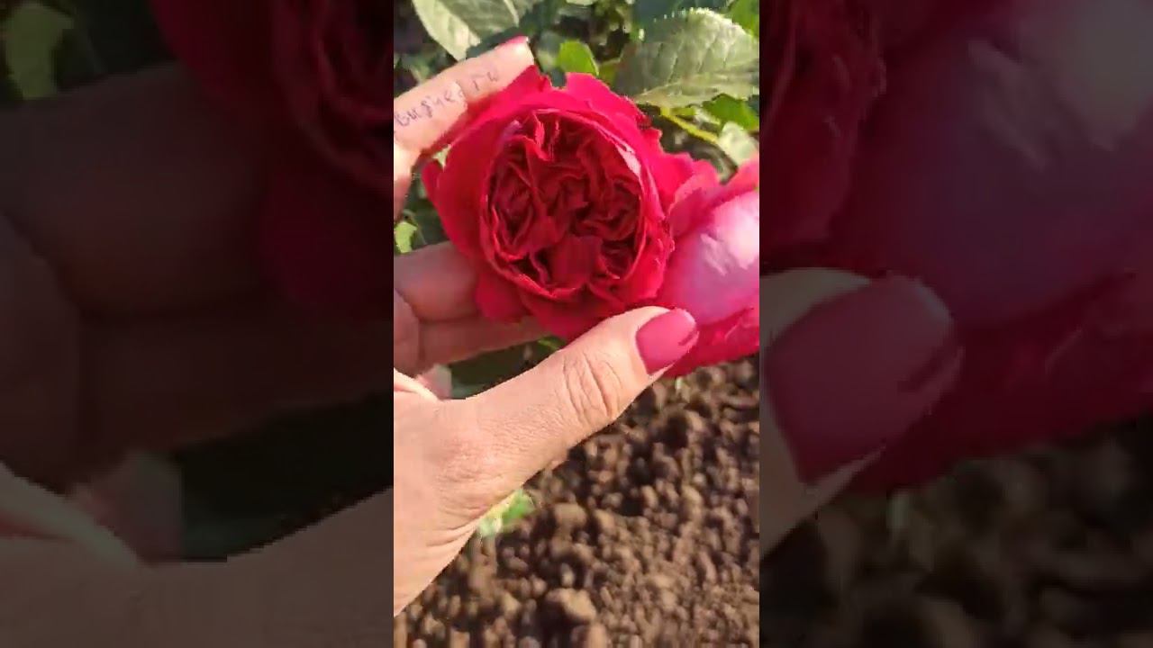 питомник саженцев роз rosebushes.ru смотреть онлайн