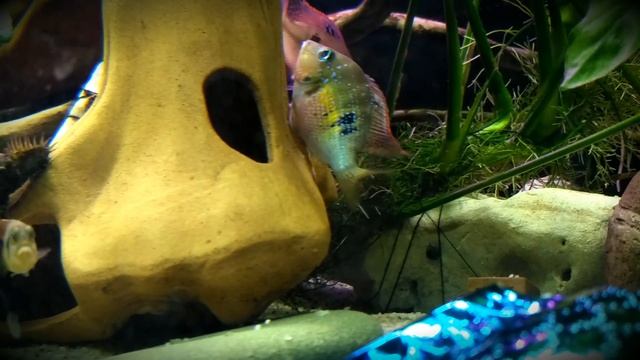 Цихлазома Элиота. Первый нерест.. смотреть онлайн