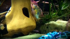 Цихлазома Элиота. Первый нерест..