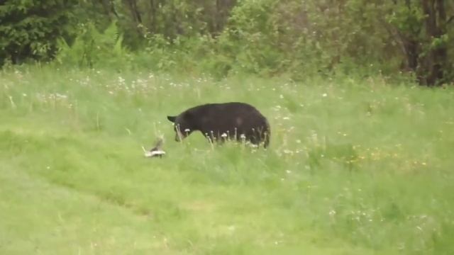 Самое вонючие существо на планете СКУНС смотреть онлайн