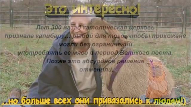 САМОЕ ДОБРОЕ СУЩЕСТВО НА ПЛАНЕТЕ- КАПИБАРА! Это животное покорило интернет! смотреть онлайн