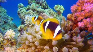 #Обитатели кораллового рифа.