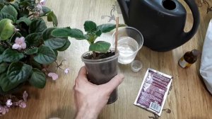 Глоксиния. Скручивается и желтеет лист. Что делать и как лечить растение.