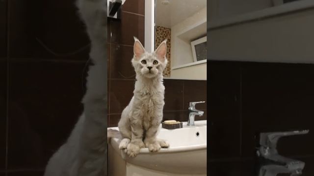 серебристый полидакт смотреть онлайн