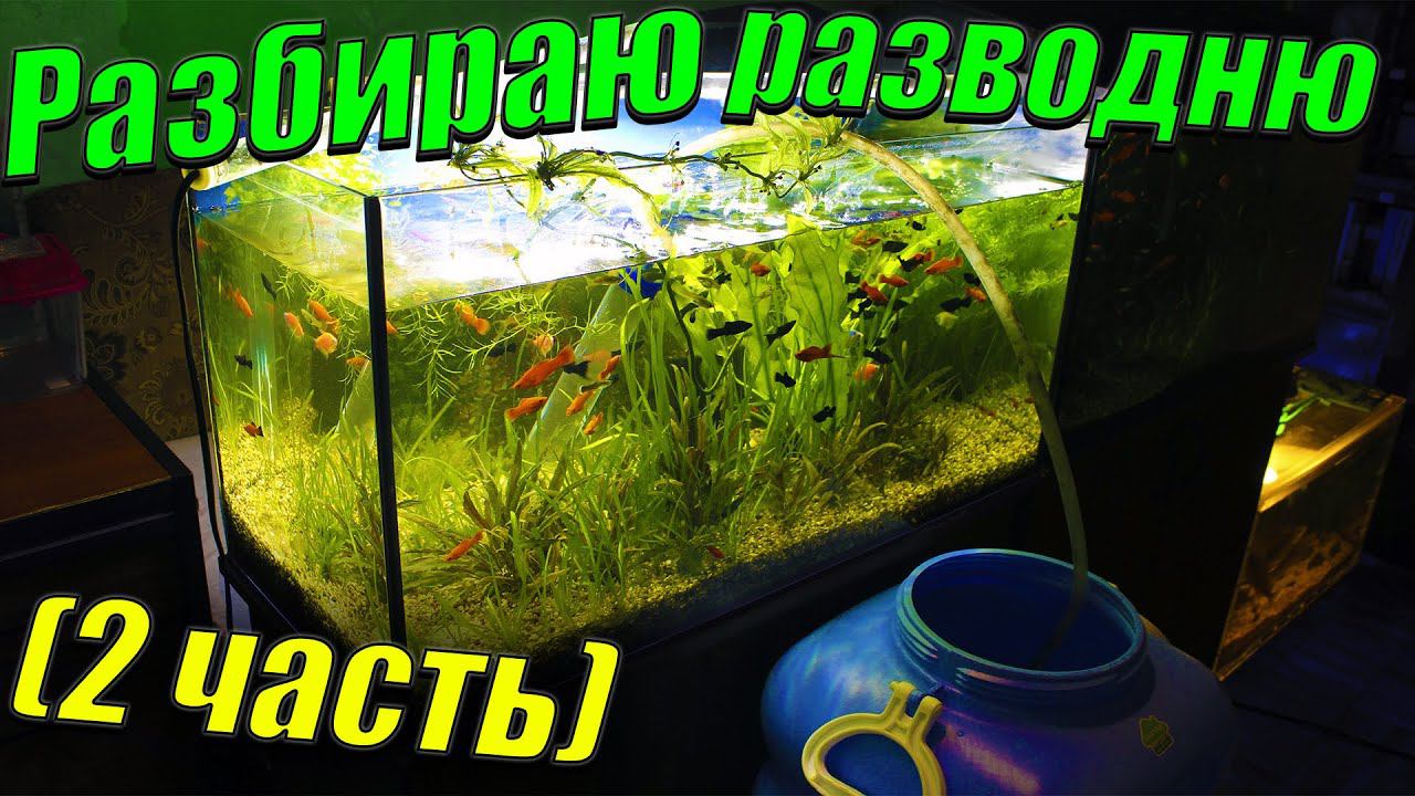 Разбираю рыборазводню аквариумных рыбок (2 часть) смотреть онлайн